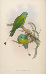 Prioniurus discurus